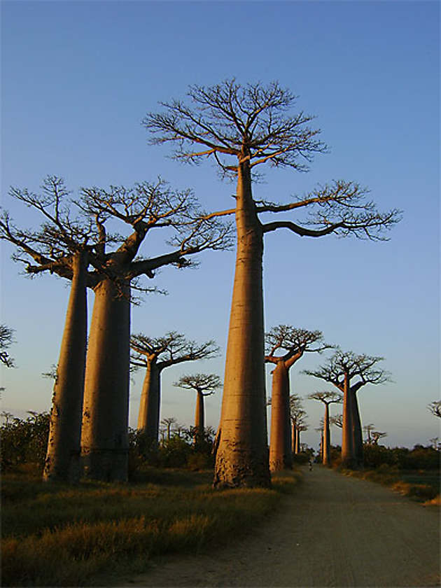 Baobabs de Grandidier Arbres Allée des Baobabs Morondava Tuléar