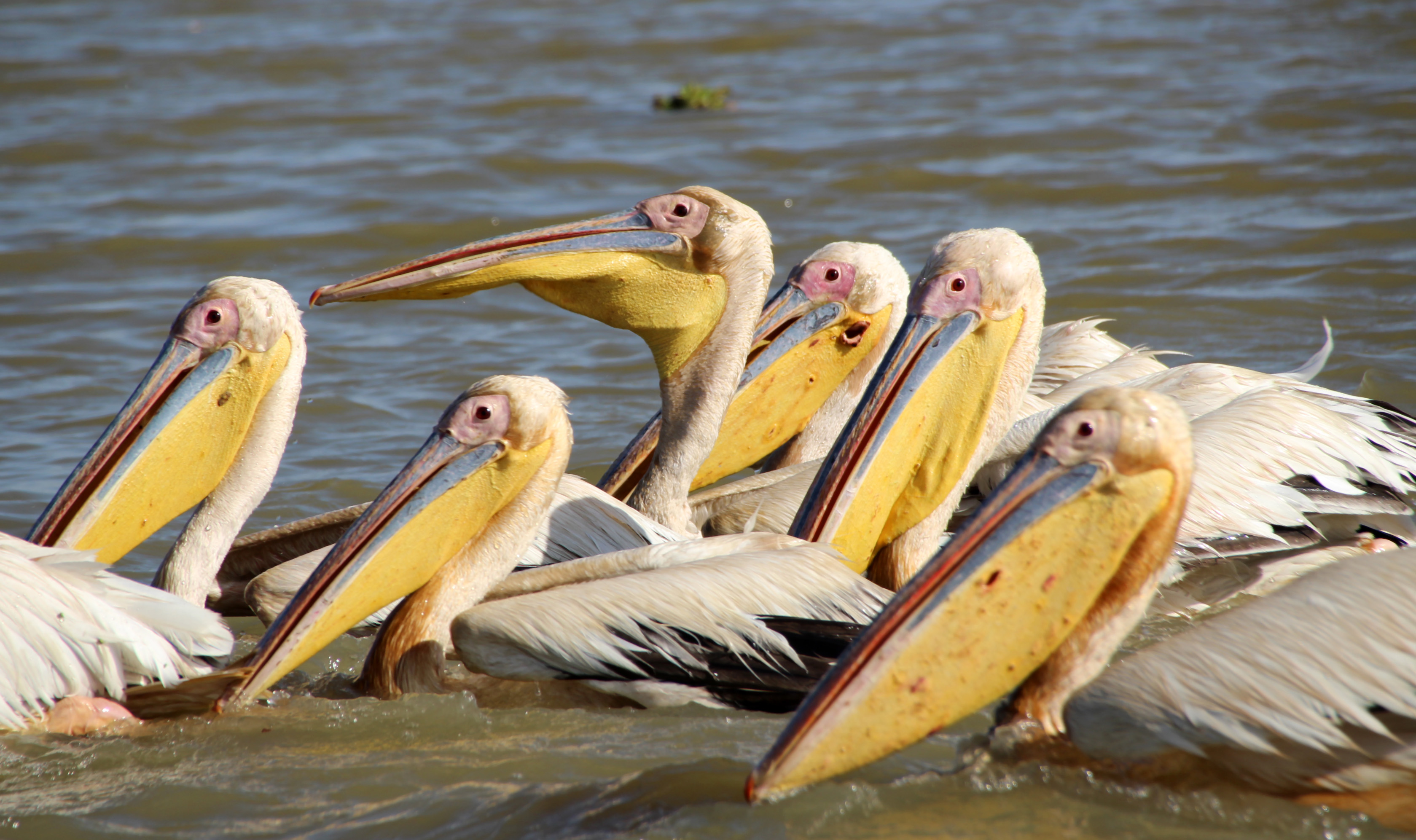 Pélicans au parc du Djoudj Pélicans Oiseaux Oiseaux Animaux