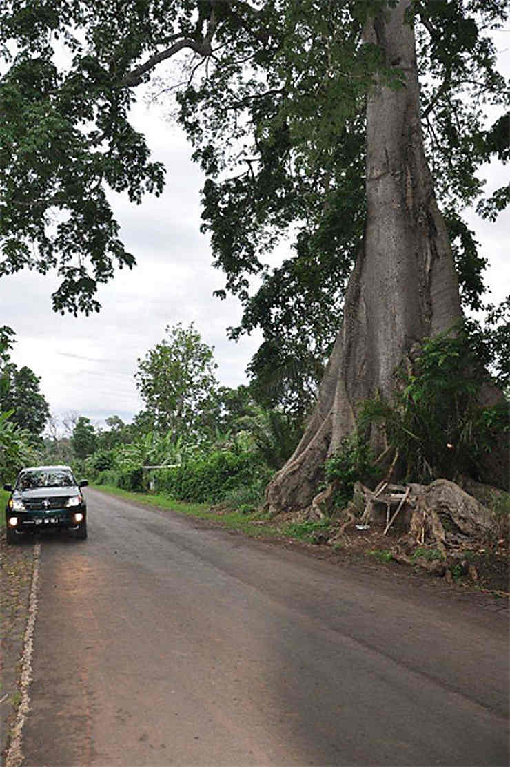 Fromager Sur Le Chemin Du Village De Guadalupe Routes Transport