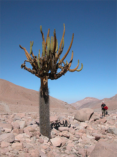 Cactus Plantes Désert d Atacama Chili Routard