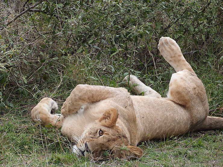 Lionne qui fait la belle Lions Animaux Animaux Réserve