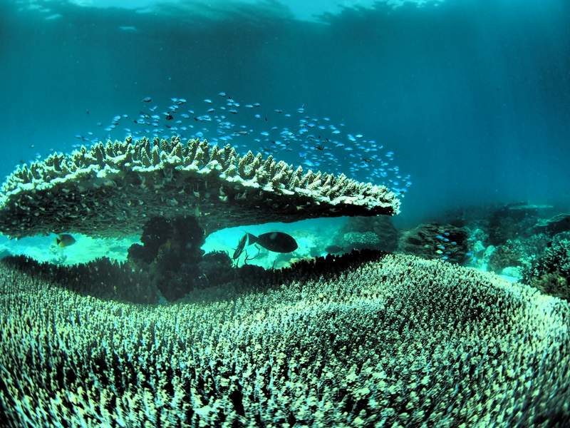 Plongée à Raja Ampat Plongée Mer Poissons Indonésie Routard