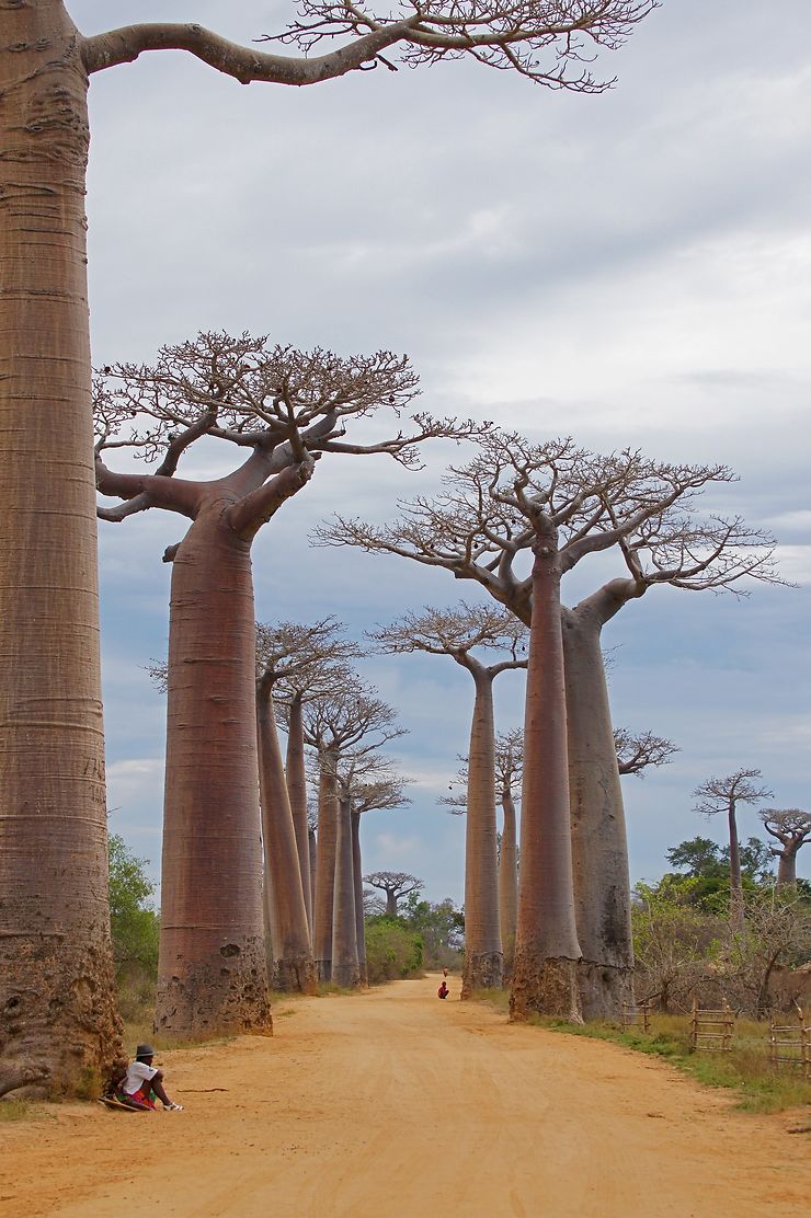 L All E Des Baobabs Routes Transport Arbres All E Des Baobabs