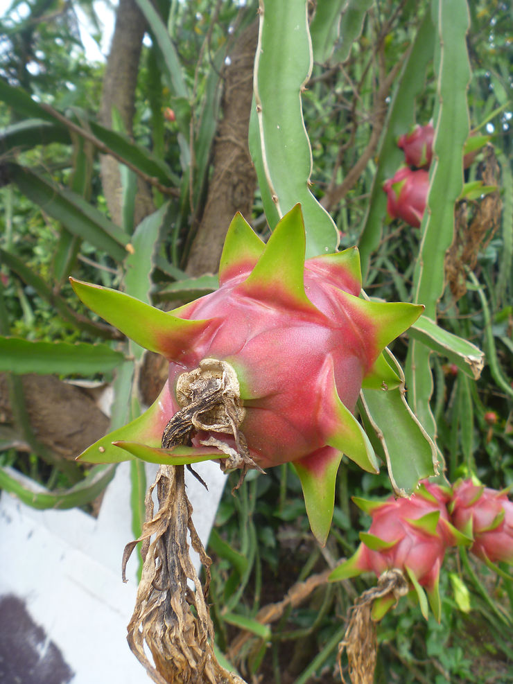 Fruit du diable Fleurs Nong Khai Nord Est de la Thaïlande