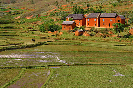 paysage-malgache