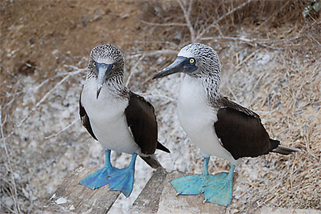 Fous à pattes bleues Oiseaux Animaux Isla de la Plata Côte