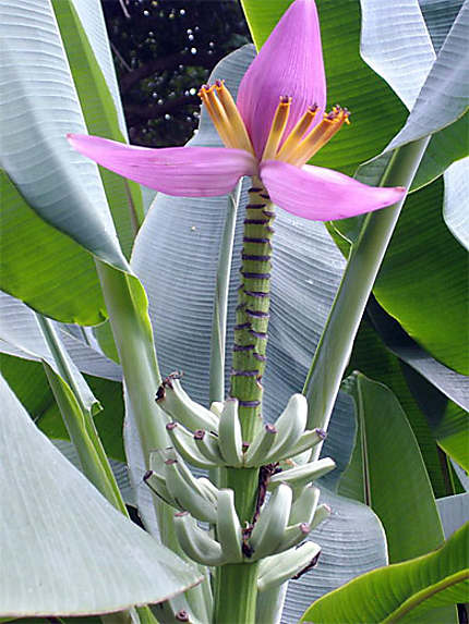 Fleur De Bananier Fleurs Guadeloupe Routard