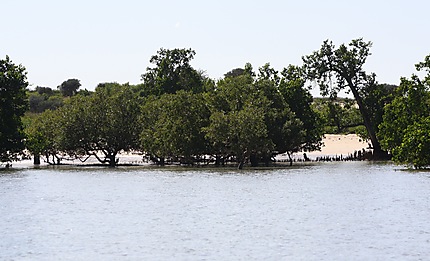 Mangrove près d'Ifaty