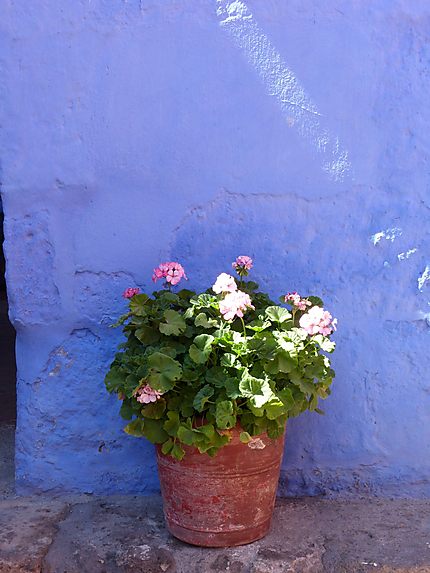 Fleurs pastel à Arequipa