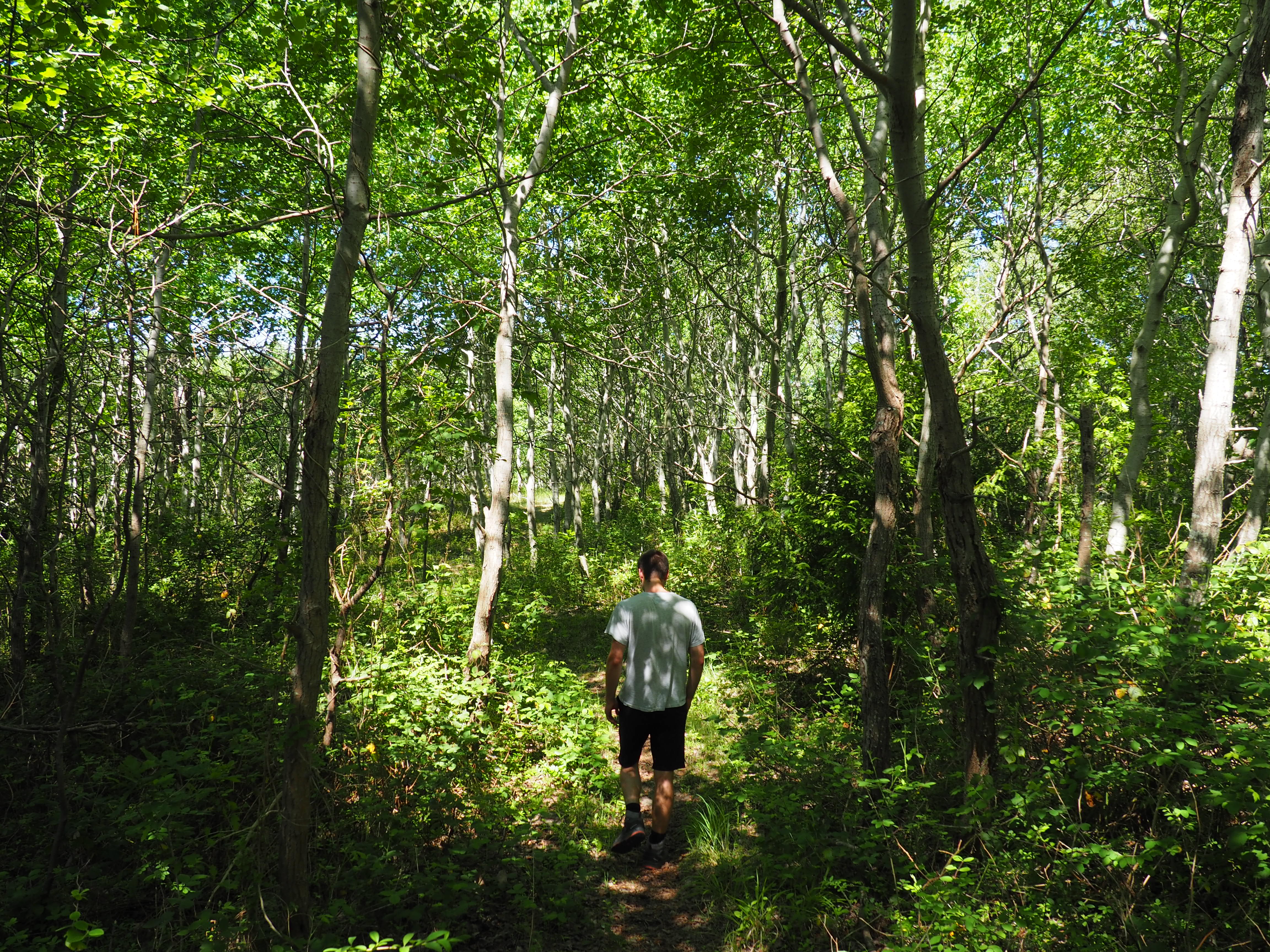Sous-bois Hardelot-Plage Sous-bois Hardelot-Plage