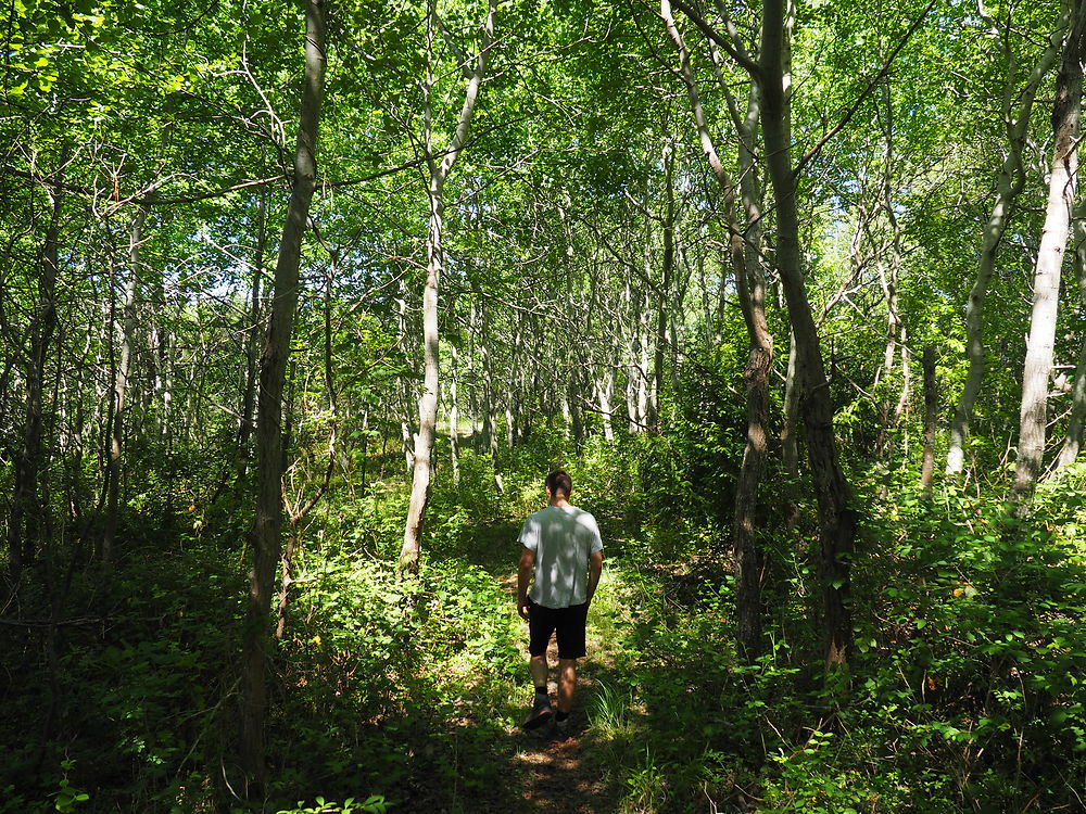 Sous-bois Hardelot-Plage