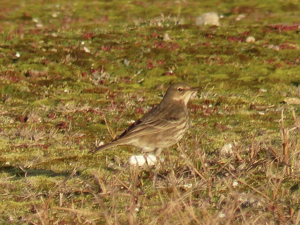 Oiseau des dunes 