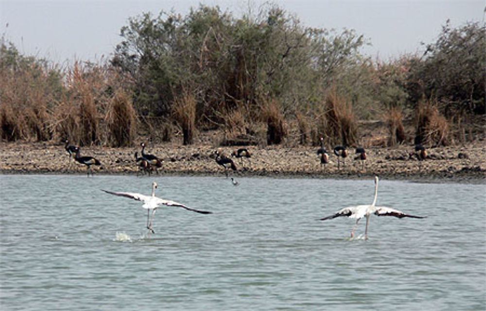 Flamands roses et grues