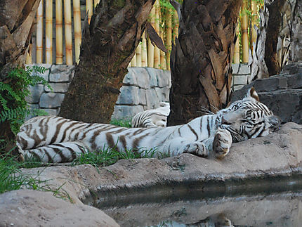 Les tigres blancs de Busch Gardens