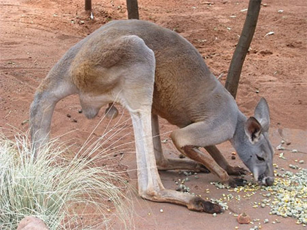 Sydney Wildlife World