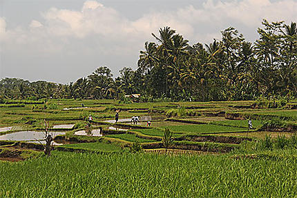 Personnage dans les rizières