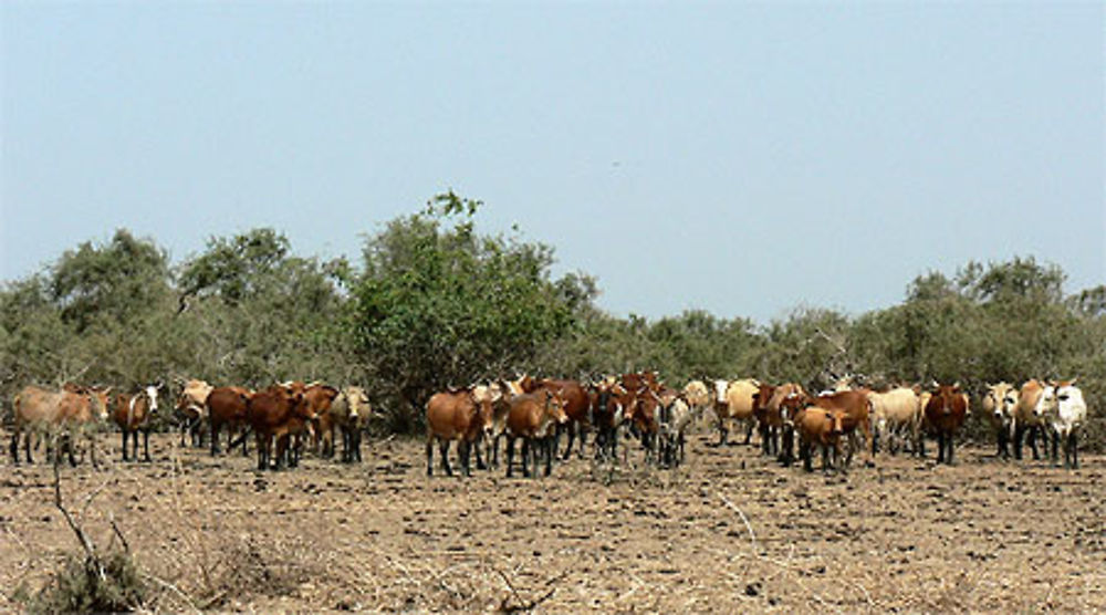 Troupeau de vaches et taureaux