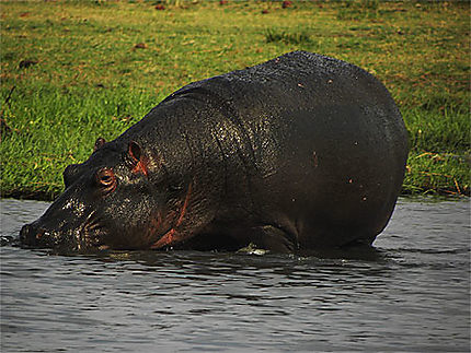 Hippopotame de chobe