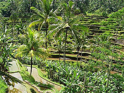 Rizères en terrasse à Ubud