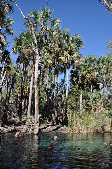 La piscine thermale à Mataranka La piscine thermale à Mataranka
