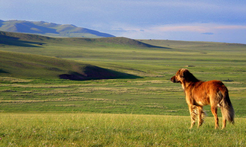 Regard sur la steppe mongole