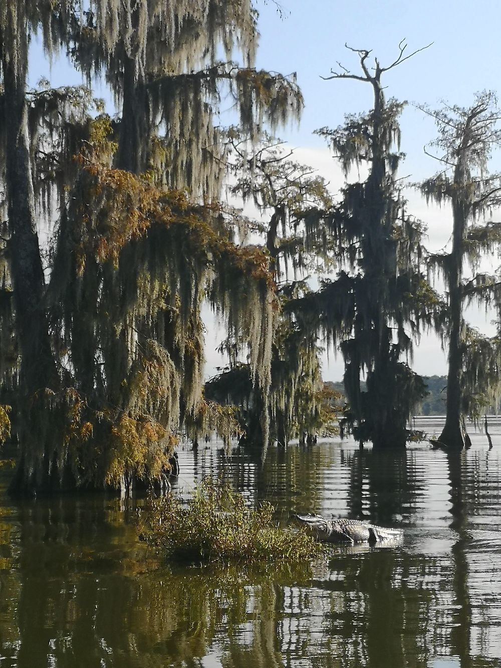 Tour en bateau sur le Lake Martin