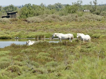 Les chevaux dans leur élément 