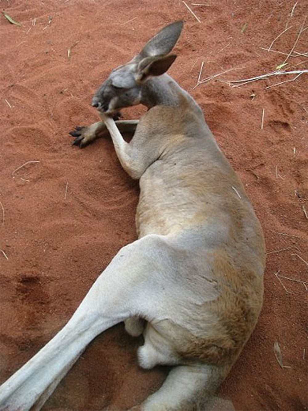 Sydney, Wildlife World