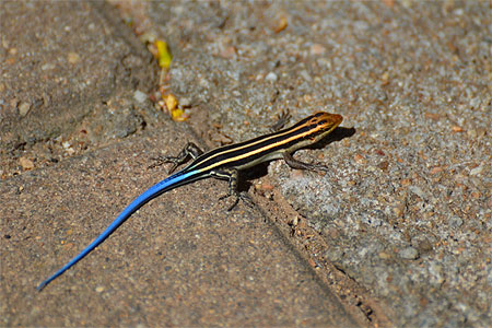 Lézard à queue bleue Lézard à queue bleue