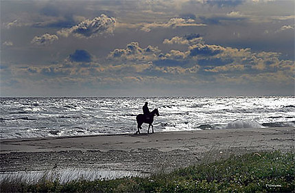 Une Belle Promenade à Cheval Plages Mer Corse Du Sud