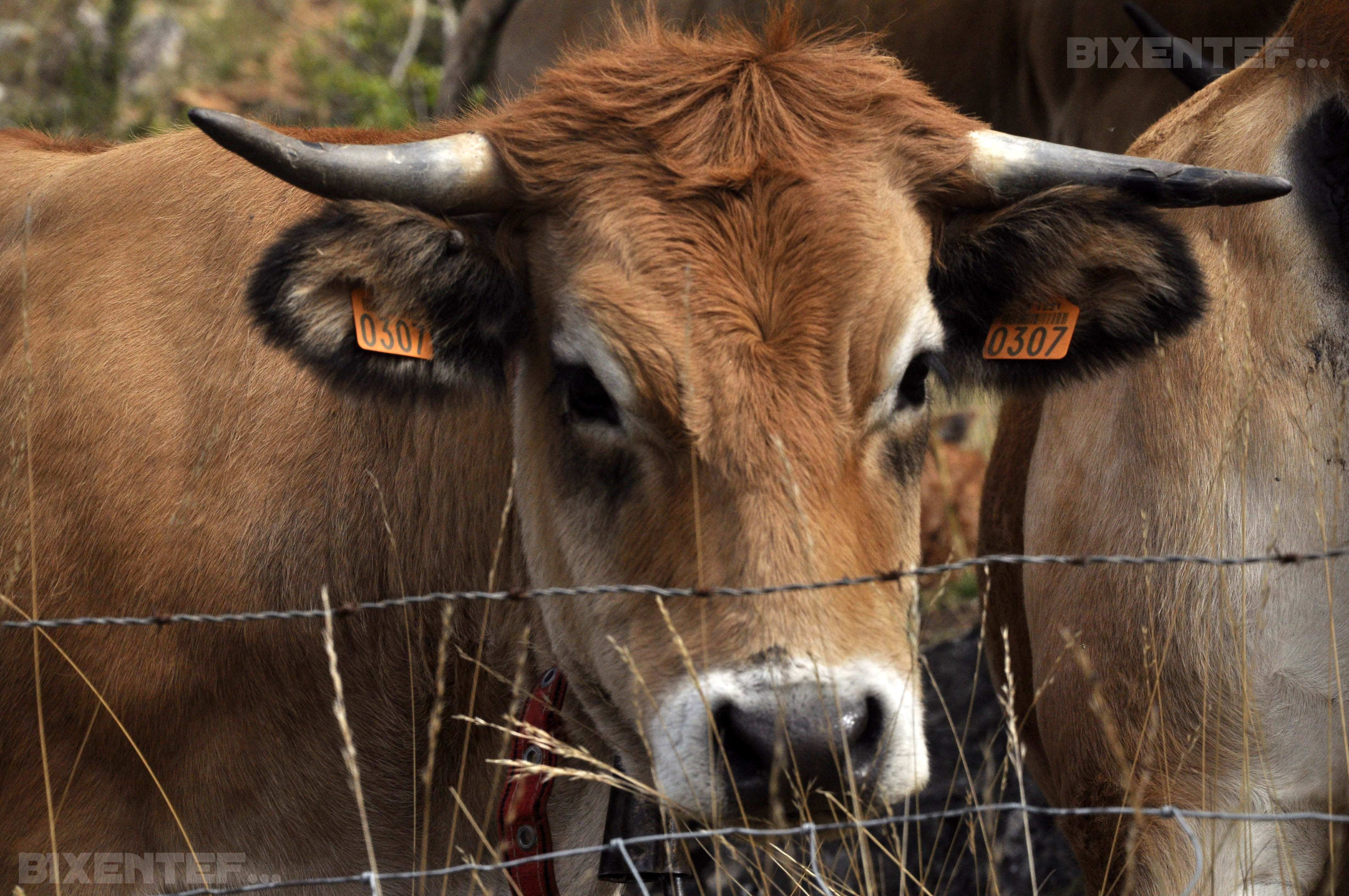 Vache à Meyrueis Vache à Meyrueis