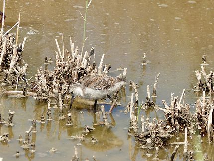 Oiseaux des marais