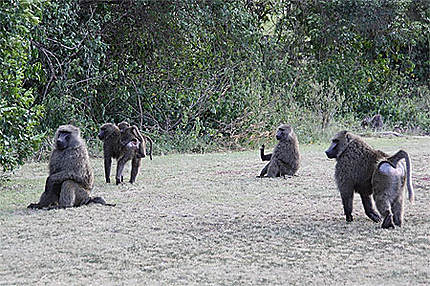 Groupe de babouins
