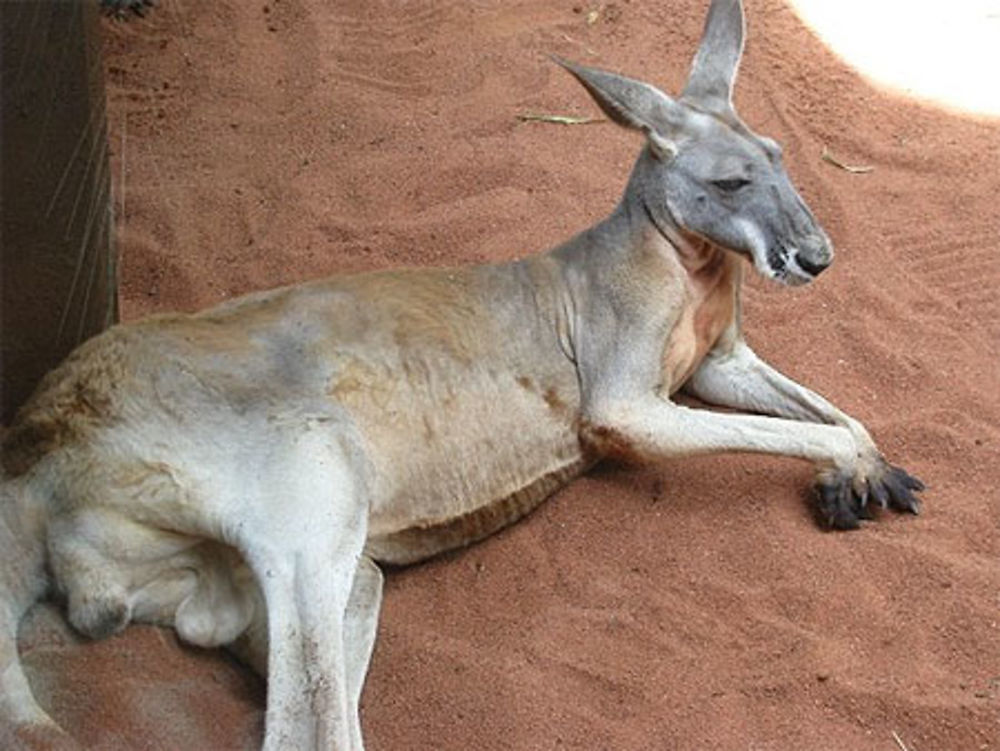 Sydney, Wildlife World