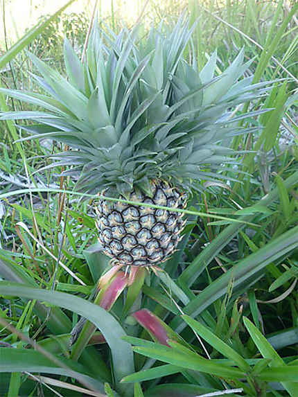 Plante d'ananas