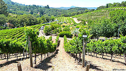 La vallée des vins à Sonoma