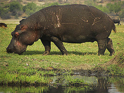 Hippopotame à Chobe