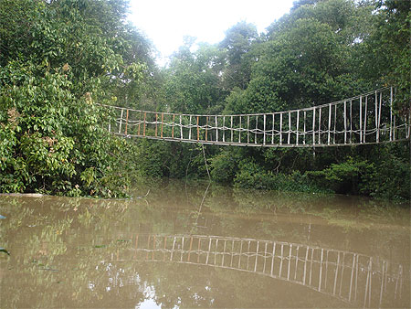 Le pont de singe Le pont de singe