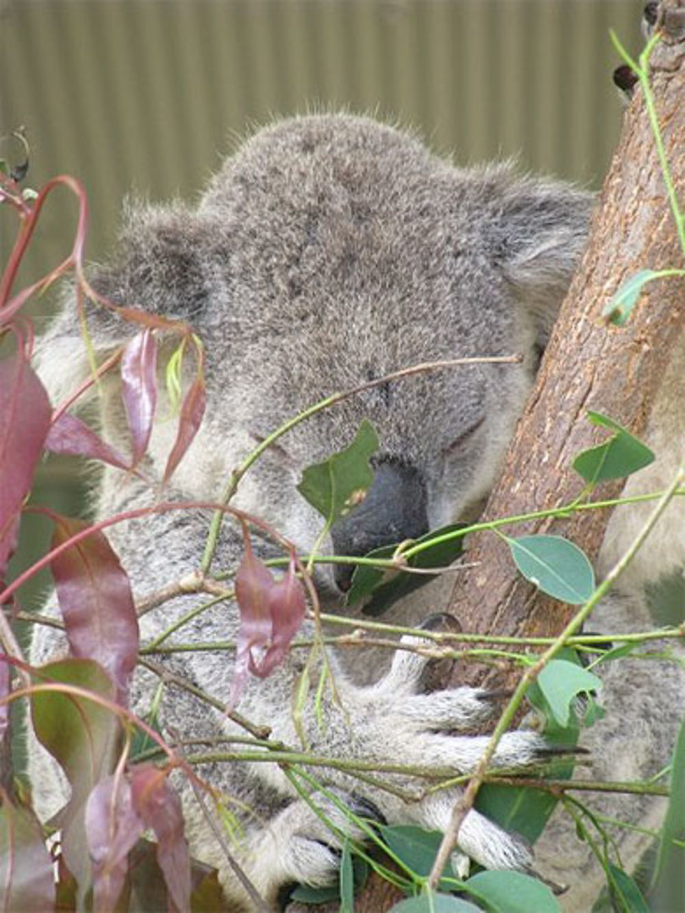 Sydney, Wildlife World