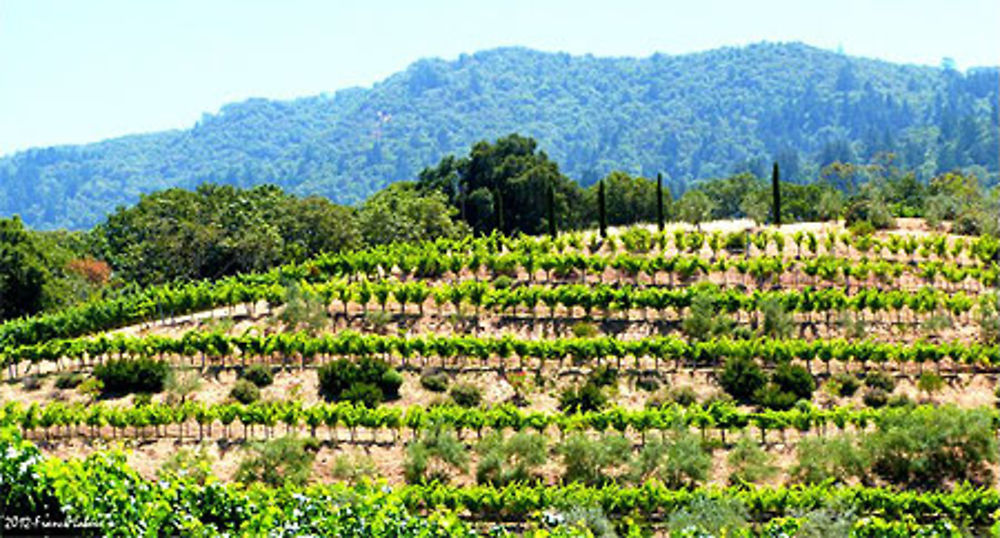 Sonoma Valley