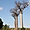Allée de baobabs