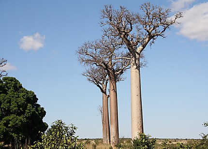 Allée de baobabs