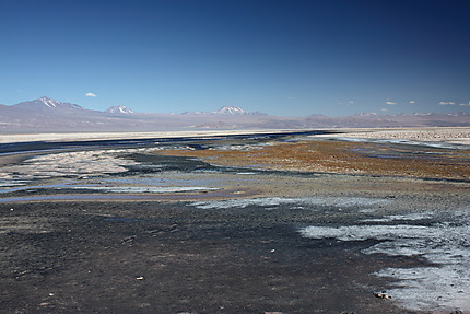Laguna de Chaxa à 2300 mètres