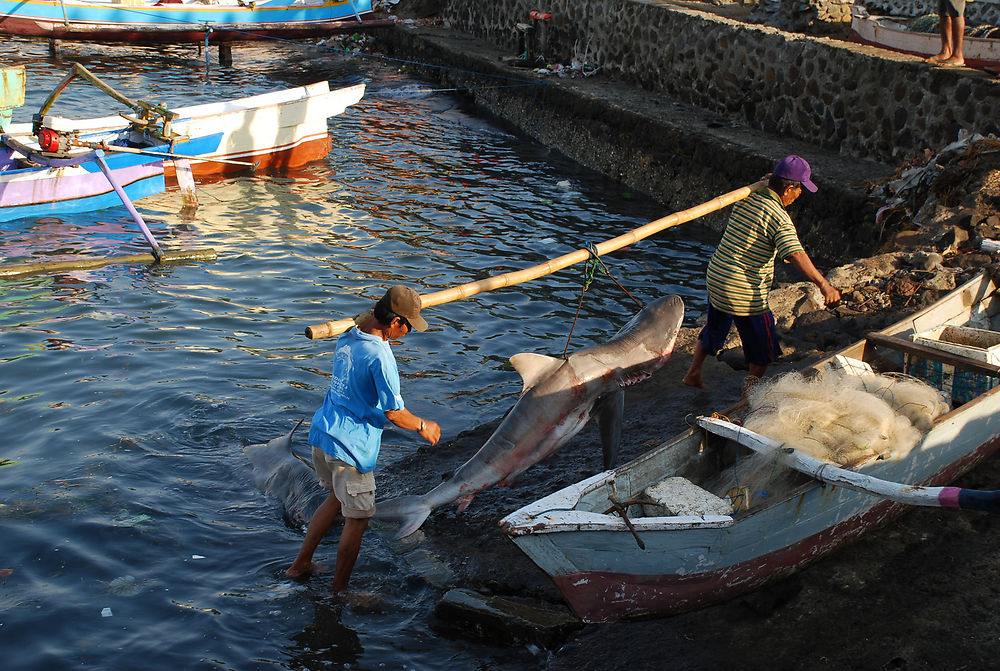 Pêche au requin