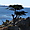 The lone cypress