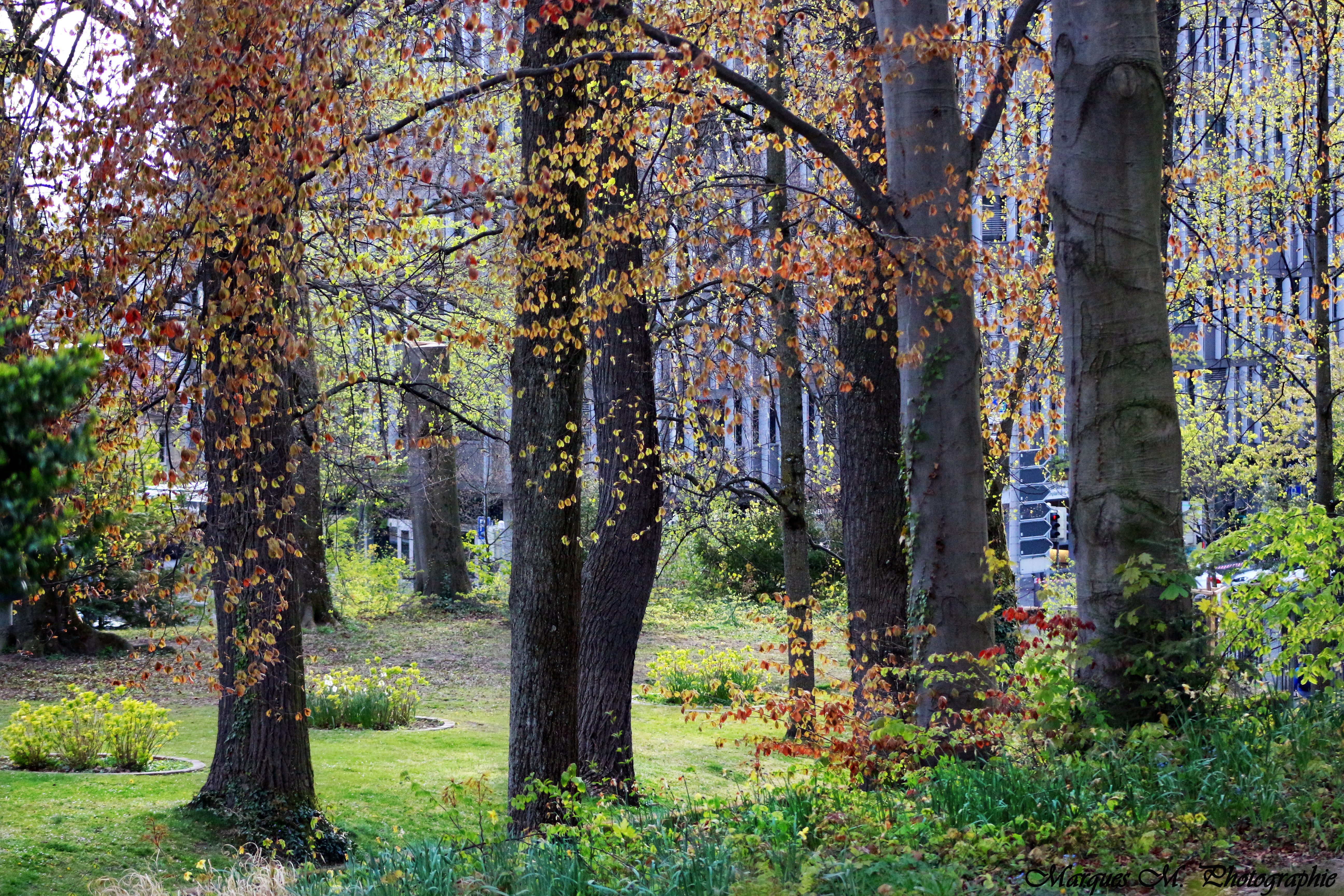 L'automne L'automne