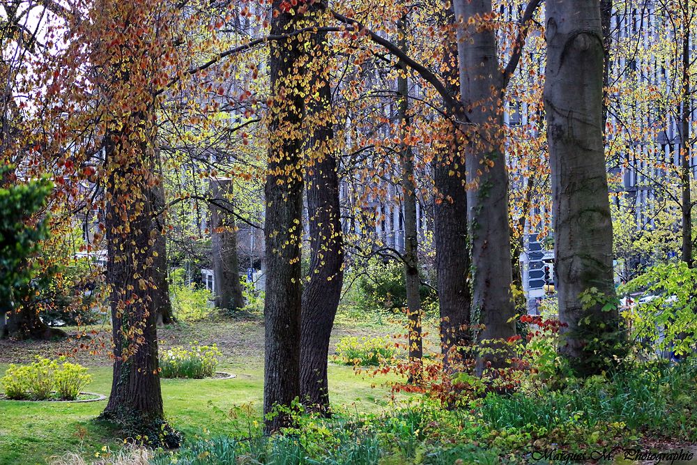 L'automne 