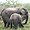Eléphants à thorny bush