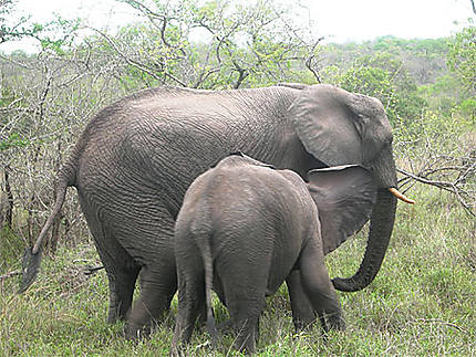 Eléphants à thorny bush