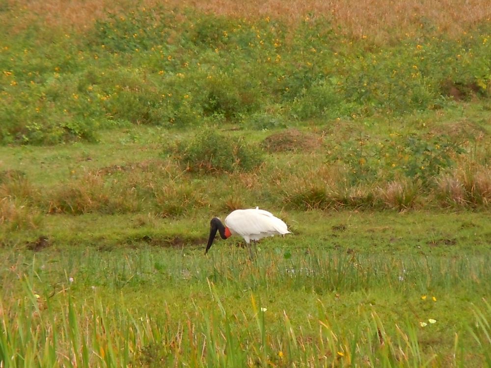 Jabiru symbole du Pantanal